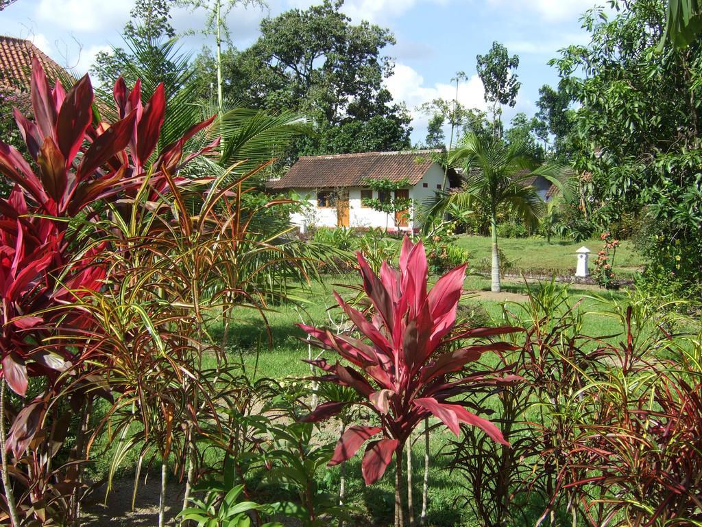 Guesthouse Rumah Senang Kalibaru Bagian luar foto